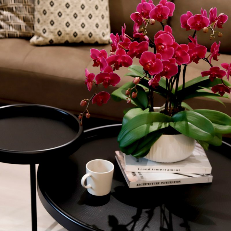 【兰花盆栽】嫣红(大) 蝴蝶兰盆栽 开幕送礼 升迁送礼 母亲节礼物 - 植栽/盆栽 - 植物．花 红色