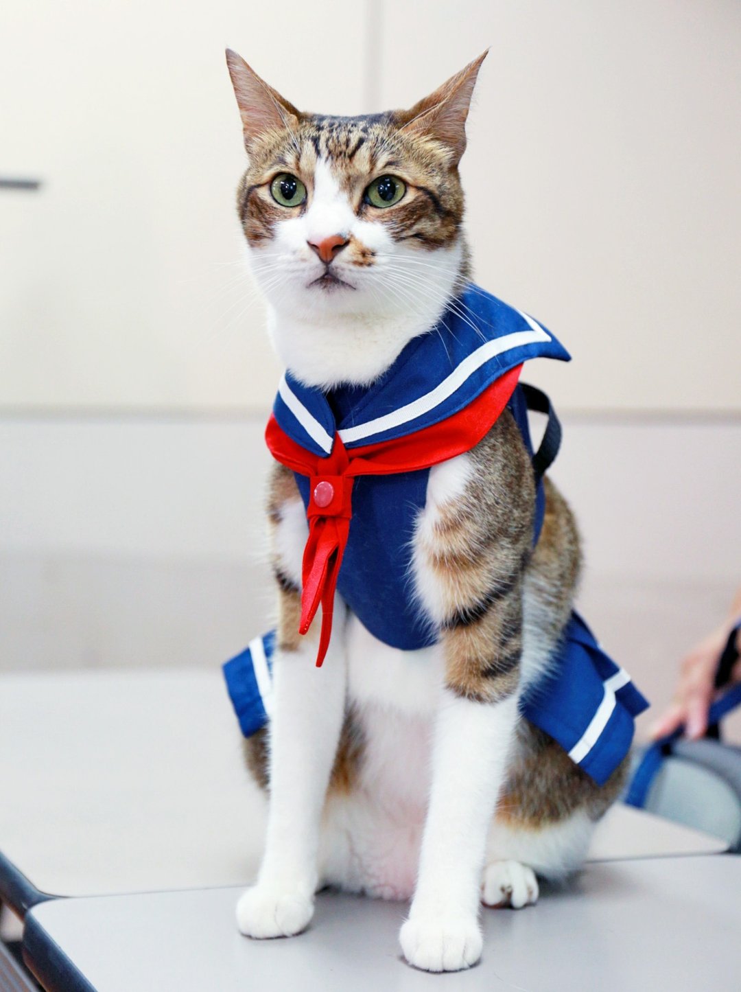 高校制服胸背带 【猫猫用】宠物胸背 含牵绳 - 衣/帽 - 其他材质 