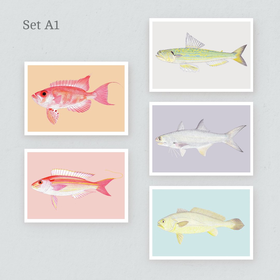 【香港海水鱼】明信片 Set A - 卡片/明信片 - 纸 
