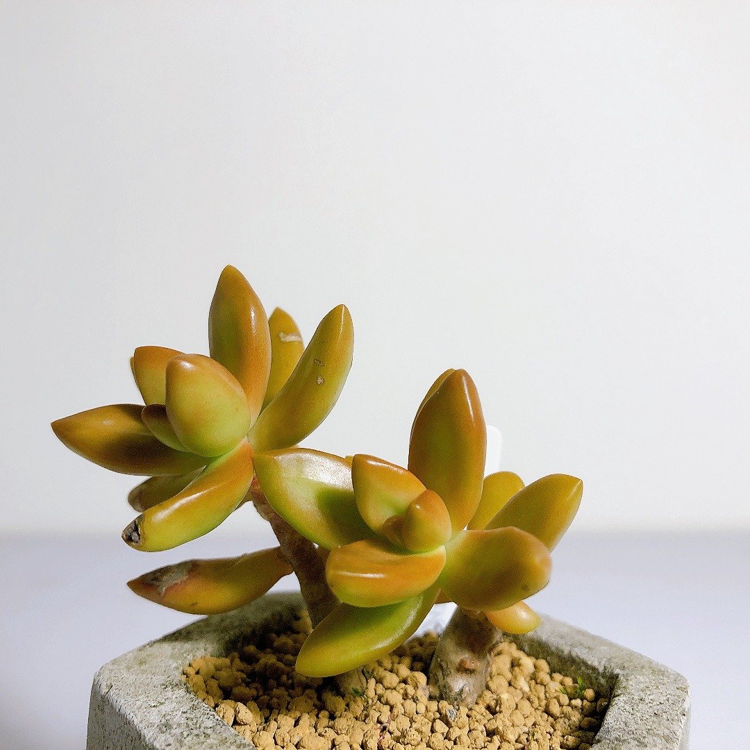 【野草不野-限时贩售】加州夕阳 / 中六边盆 - 植栽/盆栽 - 植物．花 绿色