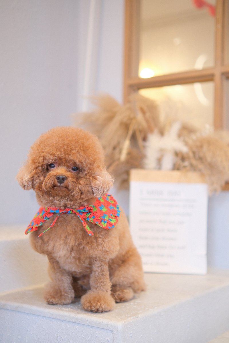 士多啤梨 x 牛仔斗篷cut - 项圈/牵绳 - 棉．麻 