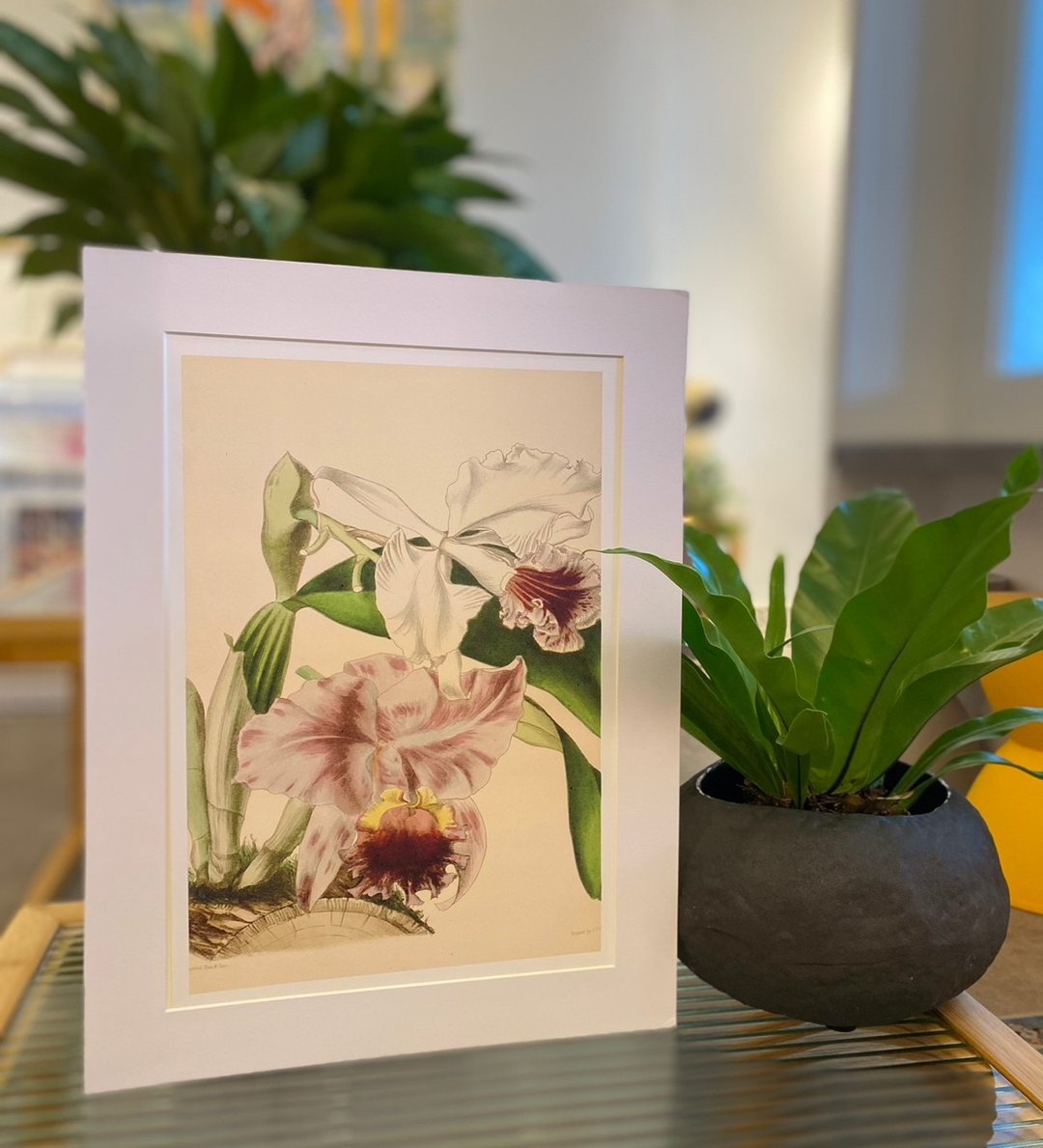本店独立印制英国古典植物图鉴Flower Garden 花卉插画 - 海报/装饰画/版画 - 纸 