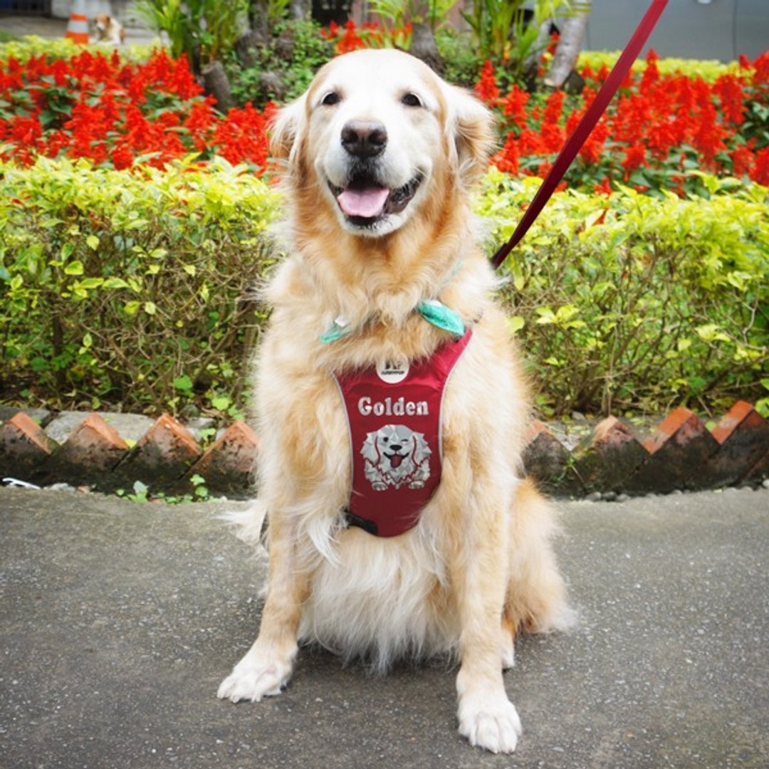 反光胸背牵绳 黄金猎犬款 Golden Retriever 定制狗狗姓名 - 项圈/牵绳 - 其他材质 多色