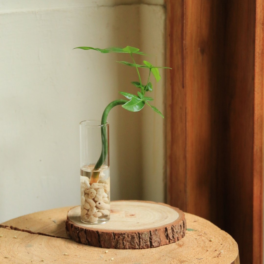 水耕植物——马拉巴栗 试管玻璃器 室内观叶 水耕 植物 - 植栽/盆栽 - 植物．花 