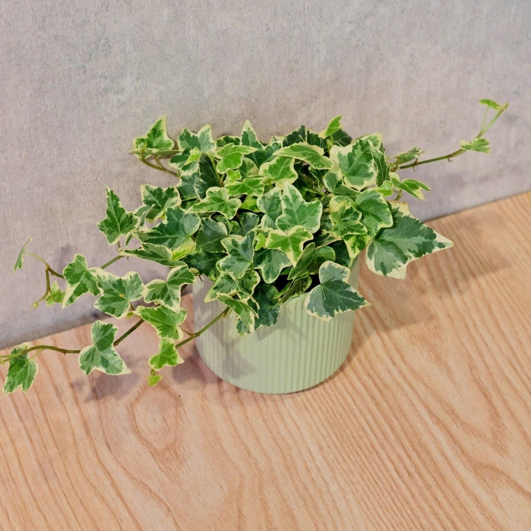 常春藤 莫兰迪色系直纹陶盆 室内植物 观叶植物 礼物 盆栽 - 植栽/盆栽 - 植物．花 绿色