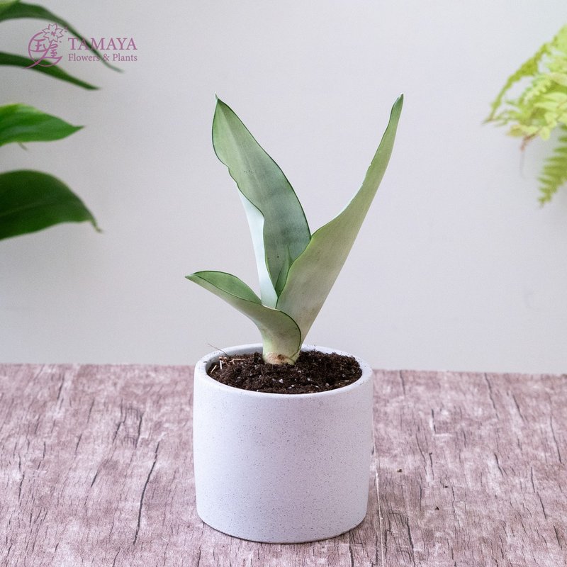 银后虎尾兰 - 植栽/盆栽 - 植物．花 绿色