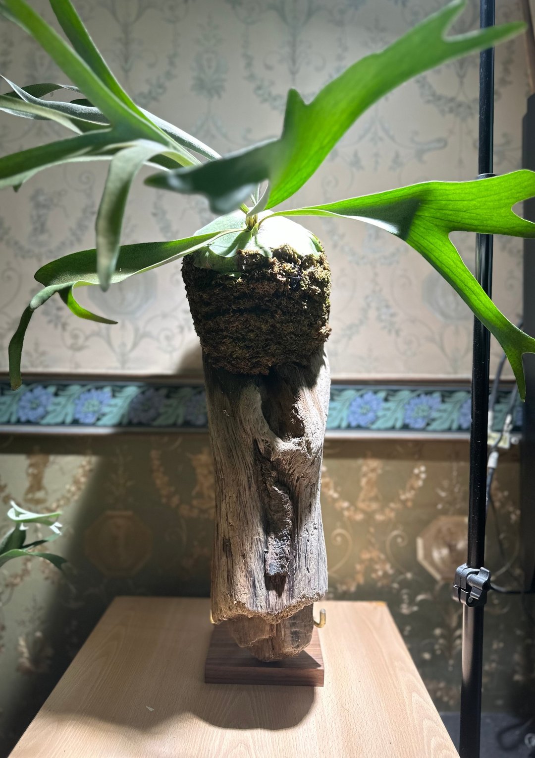 鹿角蕨上板漂流木 疗愈植栽 观叶植物 - 植栽 - 植物．花 