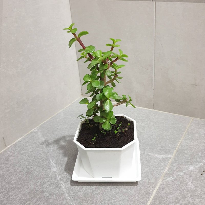 植物 银杏木 - 植栽/盆栽 - 塑料 绿色
