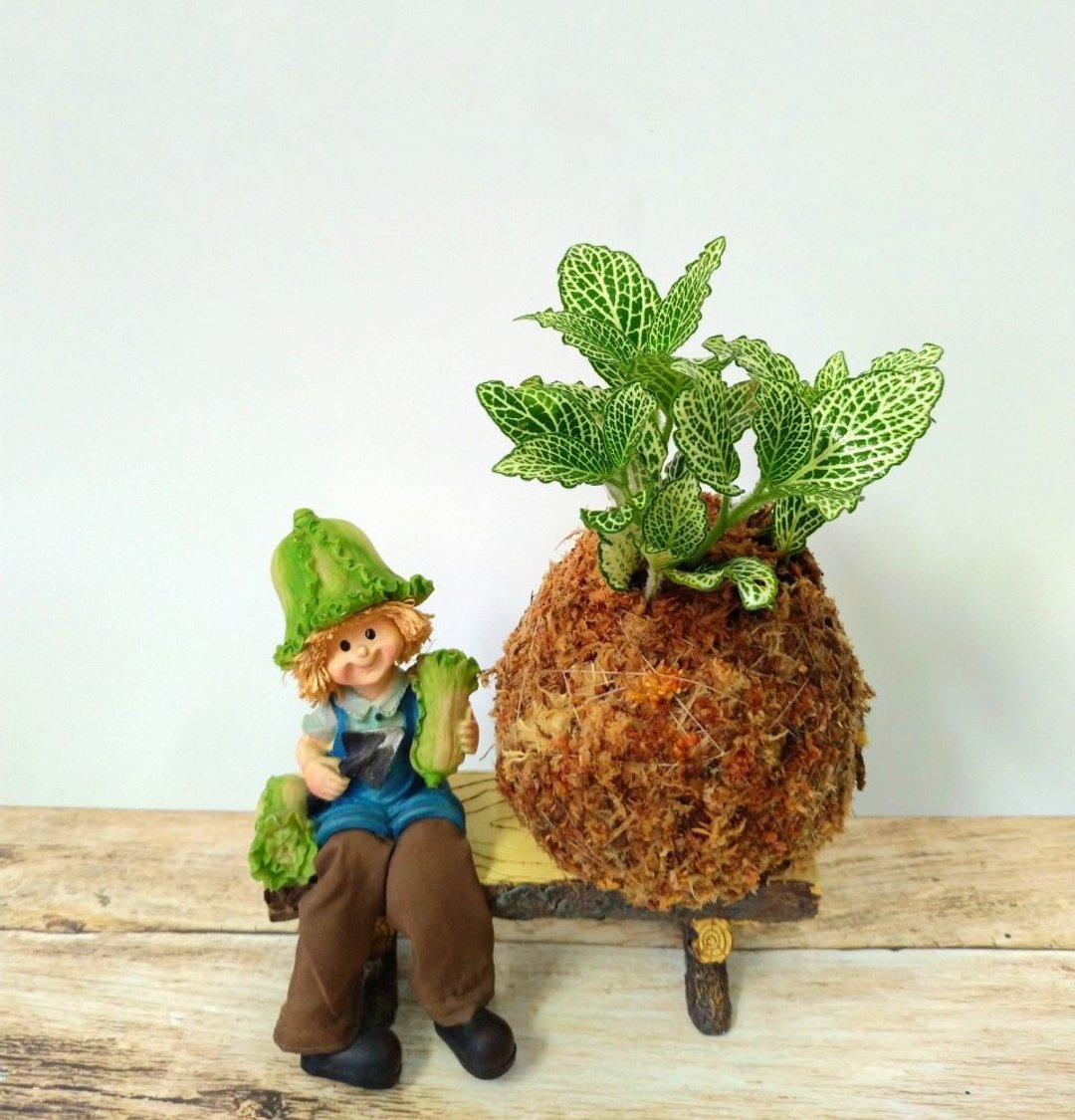 居家幸福苔球 苔玉 智利原色水苔 五行幸运植物 白网纹 - 植栽 - 植物．花 