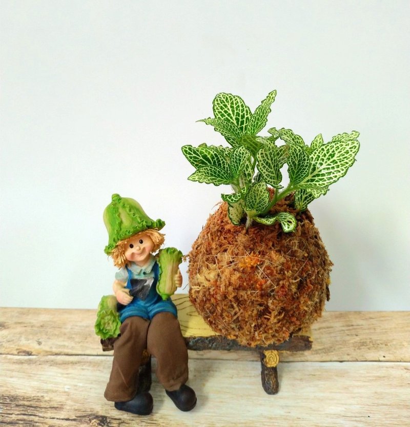 居家幸福苔球 苔玉 智利原色水苔 五行幸运植物 白网纹 - 植栽 - 植物．花 