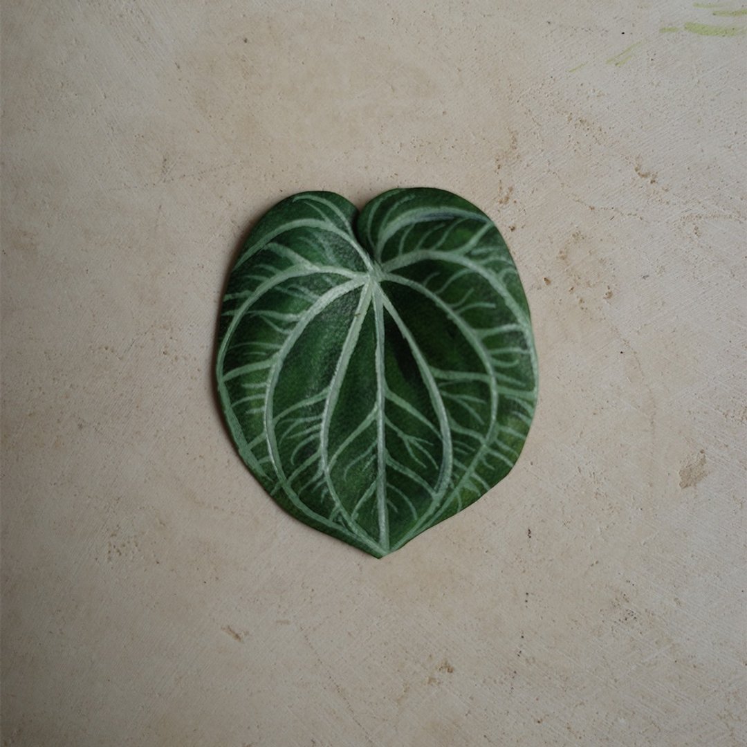 亨氏火鹤 Anthurium Heinz - 摆饰 - 真皮 绿色