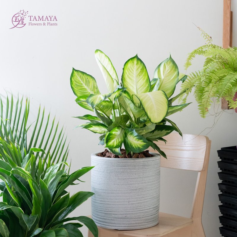 玛莉安黛粉叶 | 中型 - 植栽/盆栽 - 植物．花 绿色