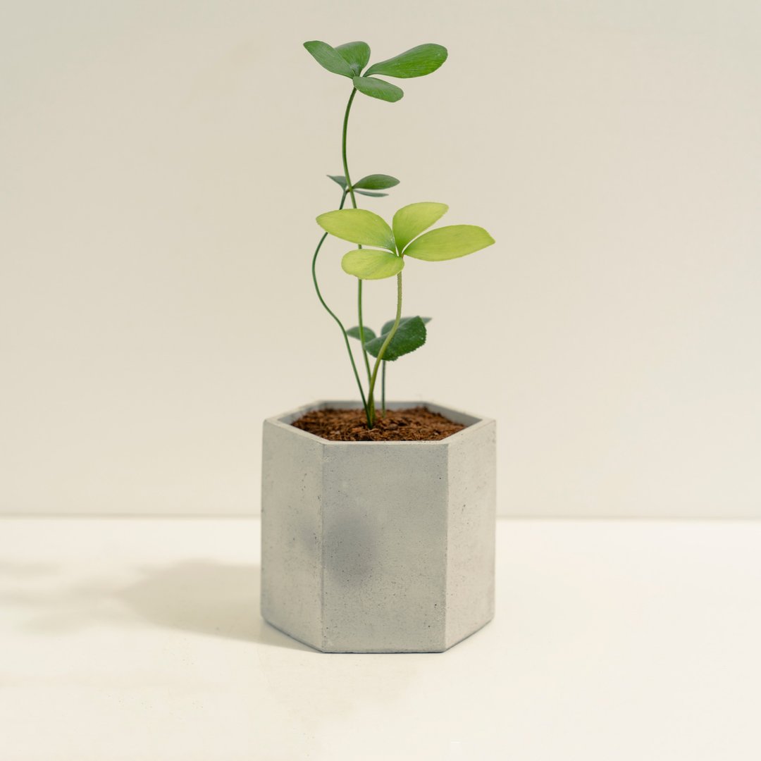 美叶苏铁│泥作系列│福所栽 - 植栽/盆栽 - 水泥 