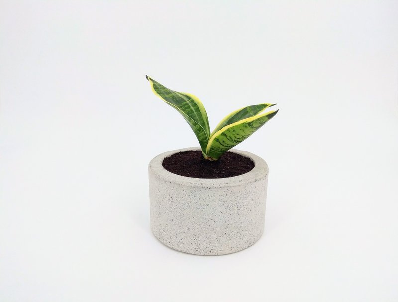 水泥花器│水泥盆栽│水泥植栽(不含植物) - 植栽/盆栽 - 水泥 灰色