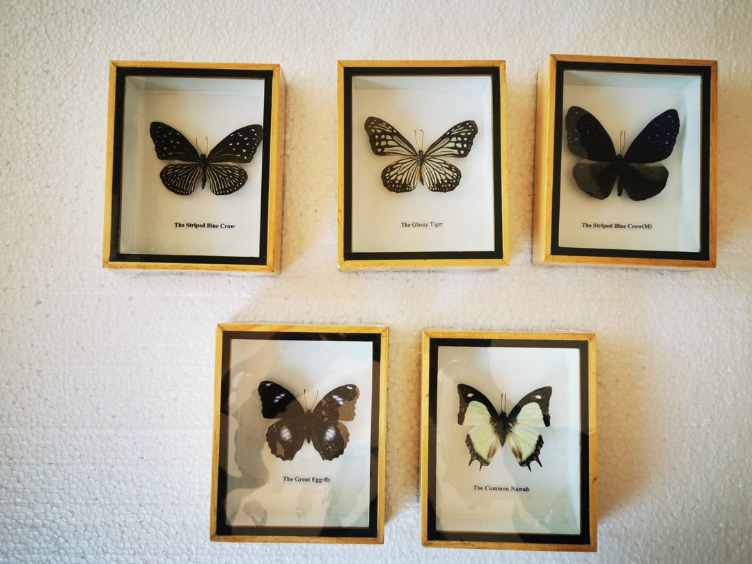 Real Beautiful Butterfly Insect Taxidermy Display Wood Framed Wall Mount Home De - 墙贴/壁贴 - 木头 