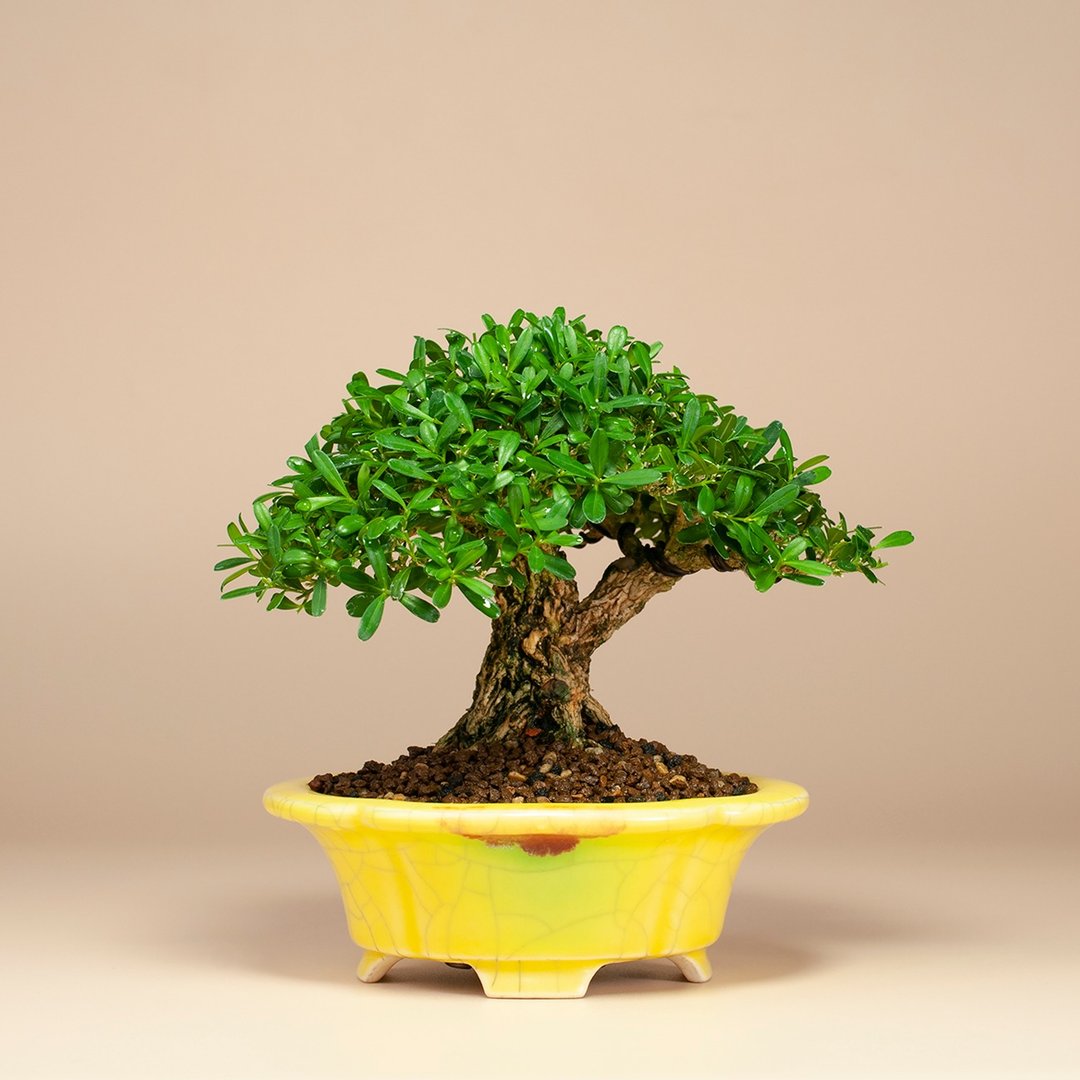 【小品盆景】金柳 雀舌黄杨 盆栽 盆景 阳台植物 - 植栽/盆栽 - 植物．花 