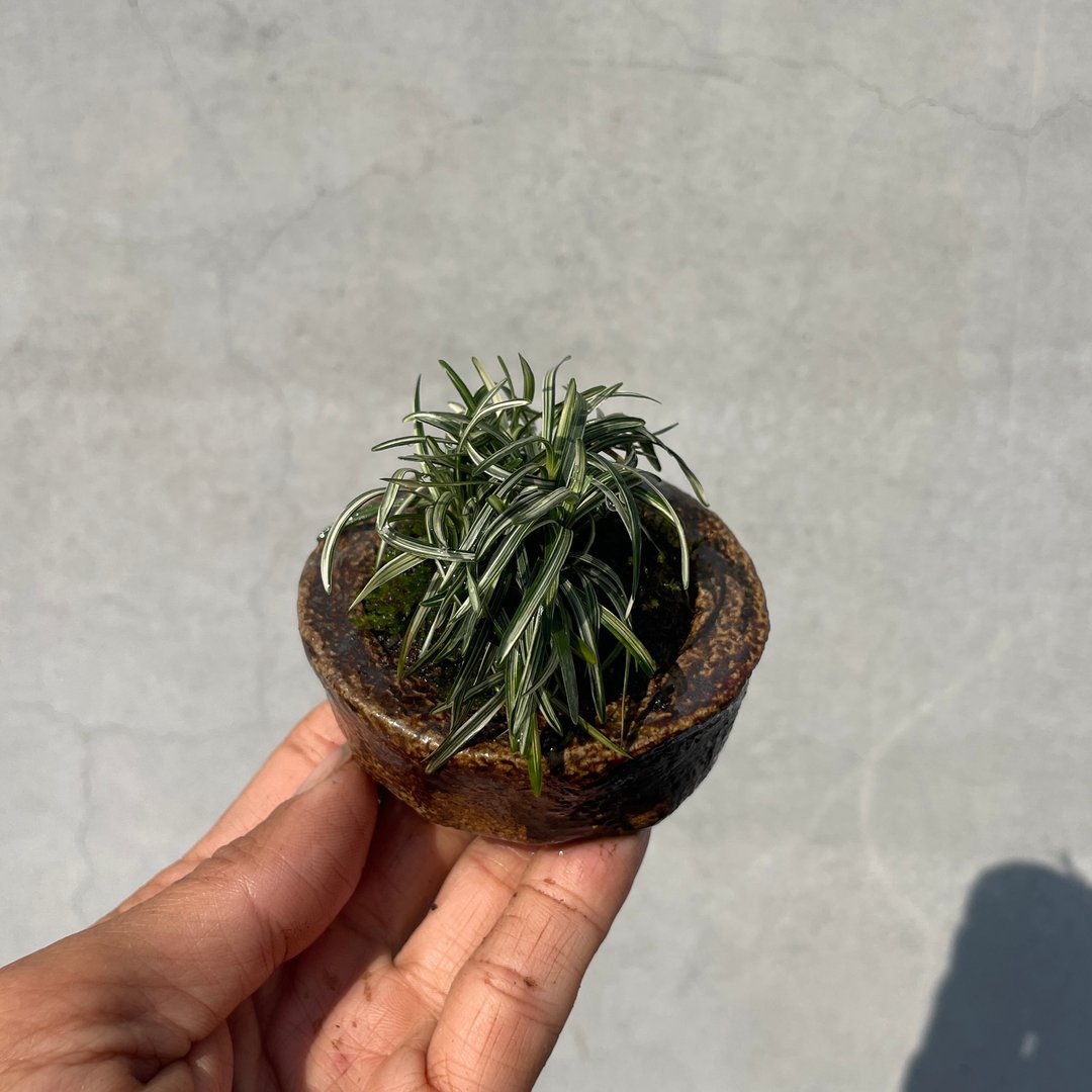 小品盆栽 - 斑入りタマリュウ 山野草 - 植栽/盆栽 - 植物．花 