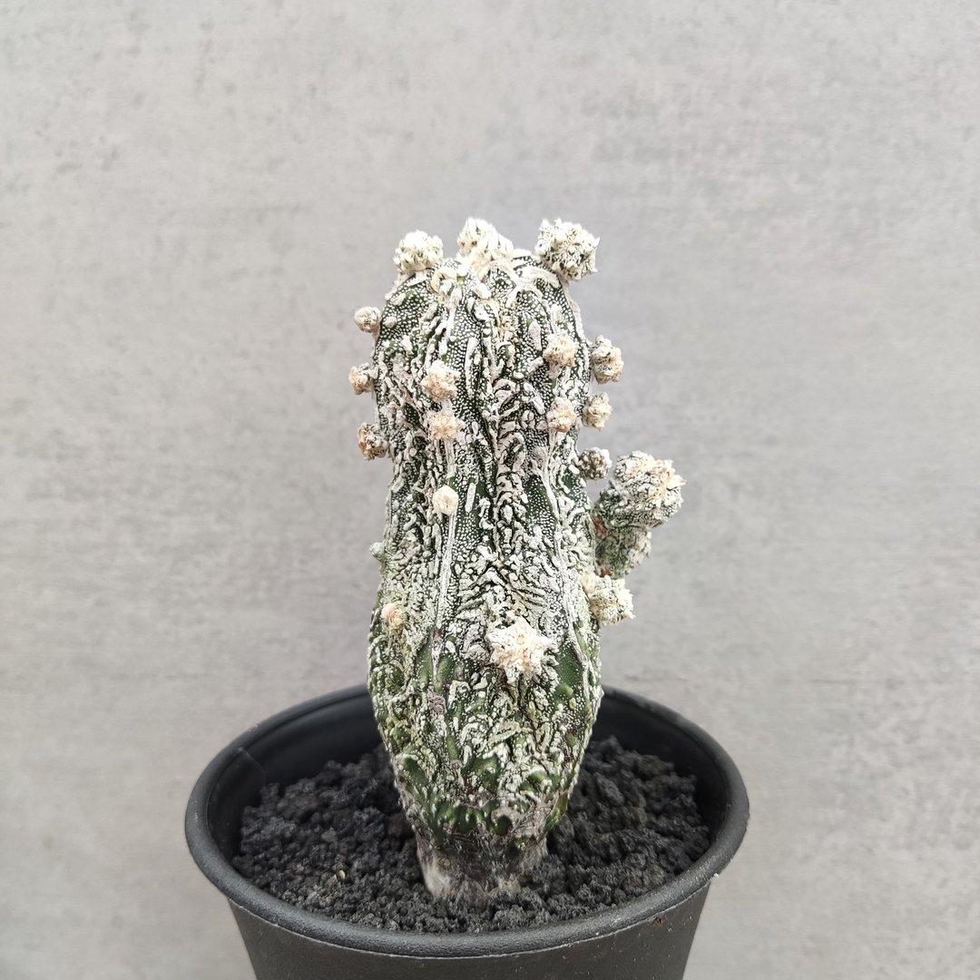 白条复隆 | 仙人掌科 | 多肉 仙人掌(一物一拍) | A.capricorne - 植栽/盆栽 - 植物．花 
