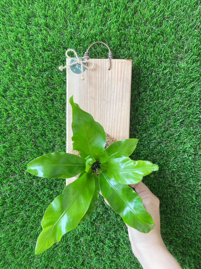 圆叶山苏 居家摆设 墙面摆设 水苔植物 水苔植物上板 送礼首选 生 - 植栽/盆栽 - 植物．花 