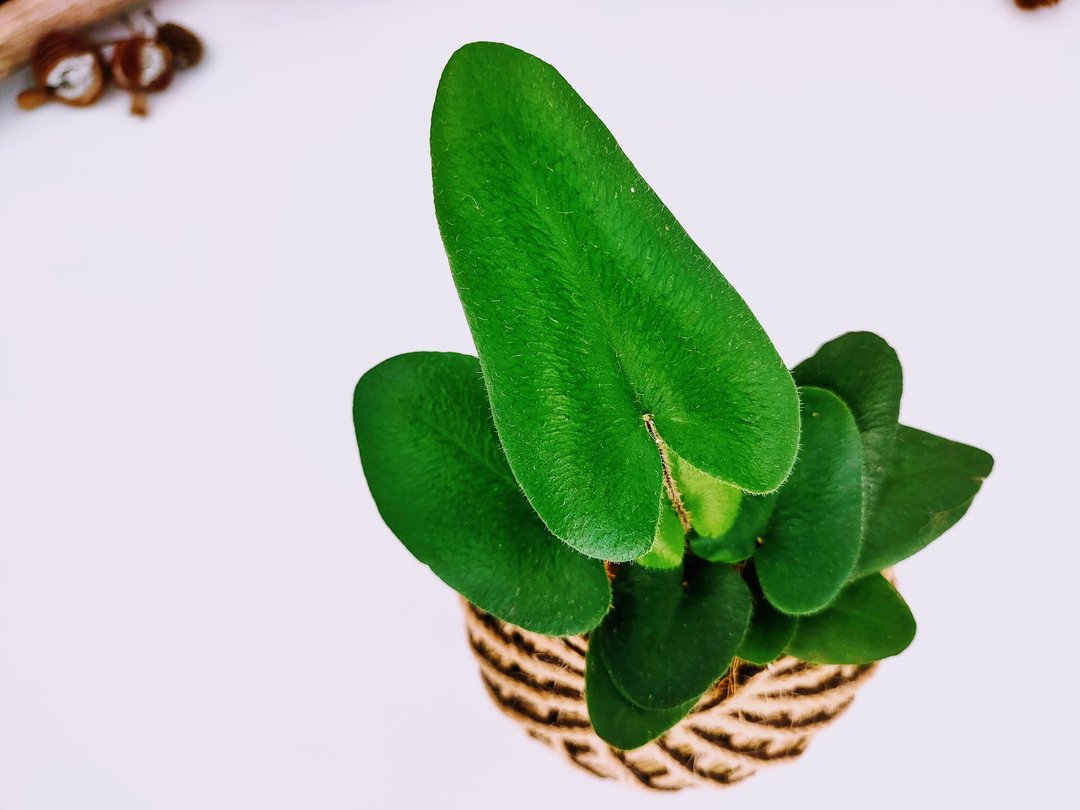 心叶蕨苔球│板植│居家装饰│室内植物 - 植栽/盆栽 - 植物．花 绿色