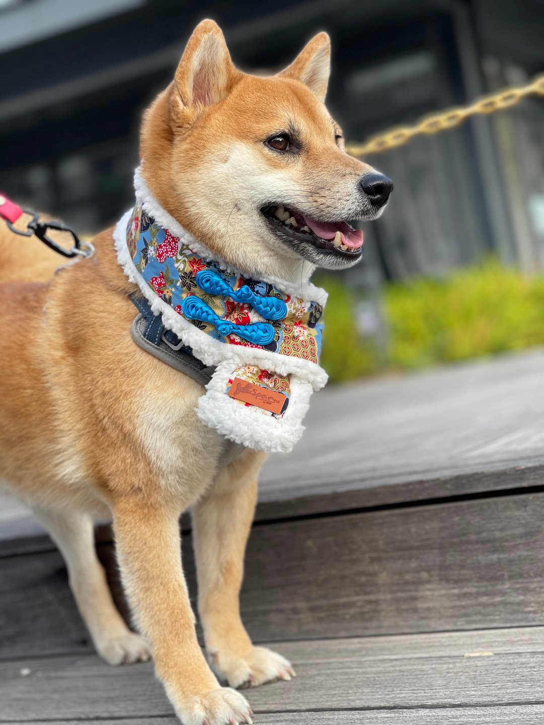 金玉满堂   新年领巾 拜年领巾 农历新年领巾 围巾  DOG BANDANA - 项圈/牵绳 - 棉．麻 多色