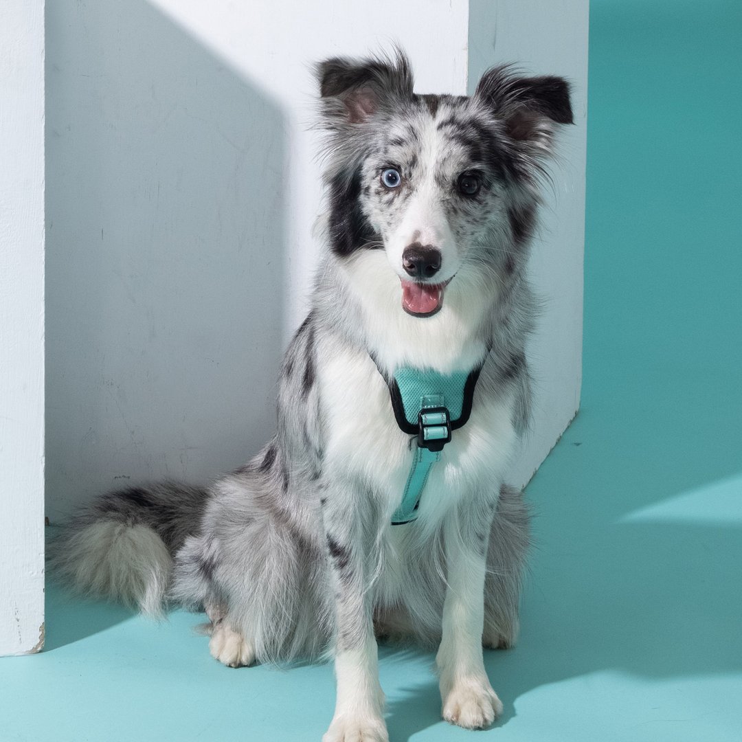 Pawfect-Fit! Pet Harness 宠物胸背带-L - 项圈/牵绳 - 聚酯纤维 