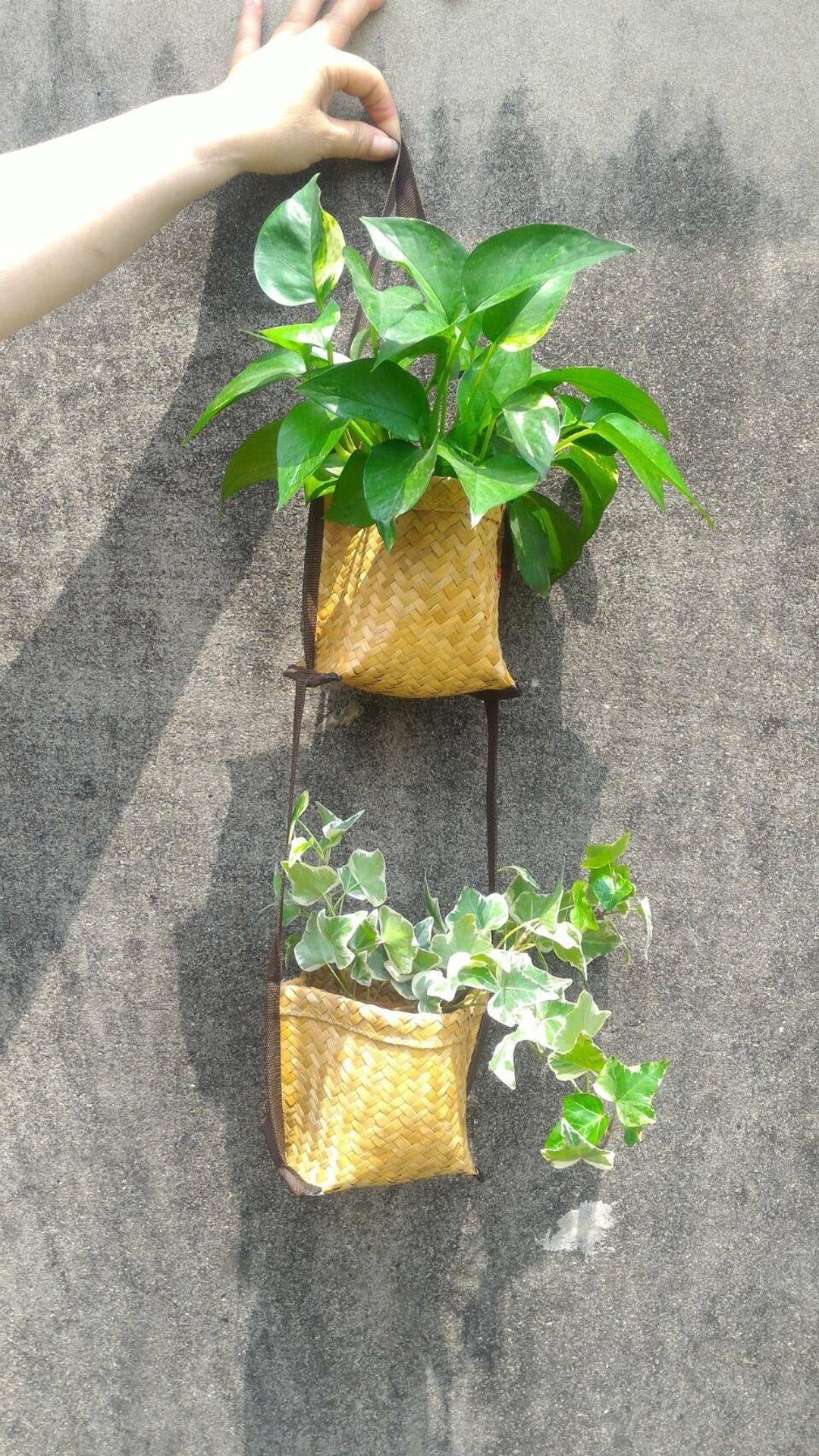 蔺制双吊篮 - 植栽/盆栽 - 植物．花 多色