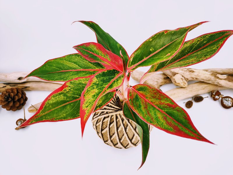 暹罗极光粗肋草苔球│室内植物│窗边植物│观叶植物 - 植栽/盆栽 - 植物．花 红色