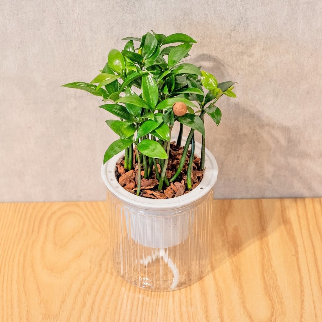 竹柏 免浇水盆栽 室内植物 观叶植物  礼物 办公室小物 - 植栽/盆栽 - 植物．花 