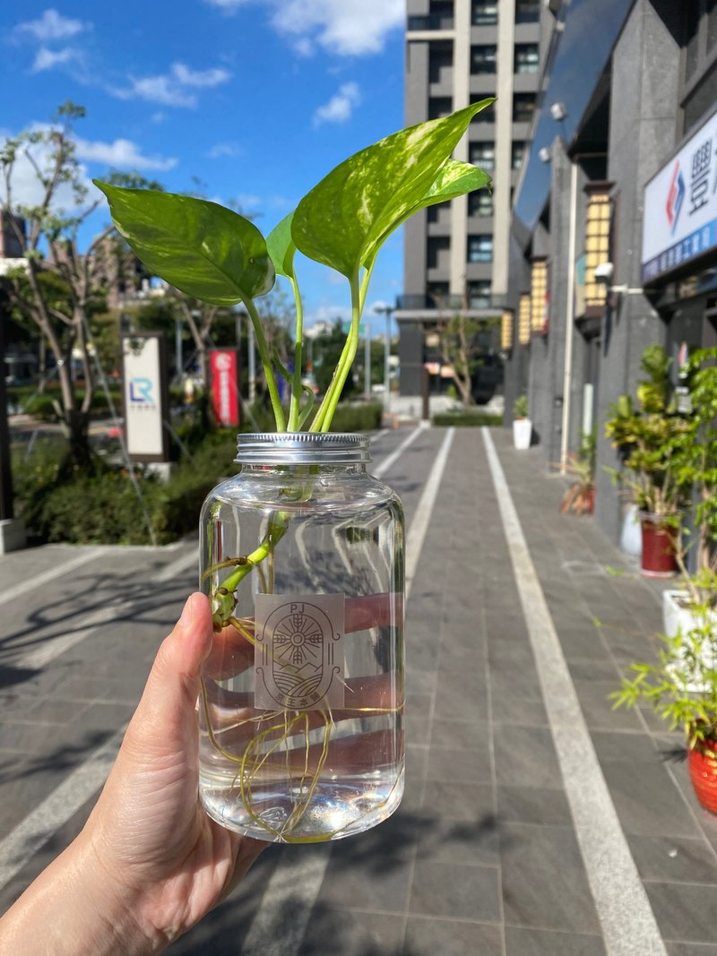 水耕黄金葛 水耕植物 京王本铺【京王子】 - 植栽/盆栽 - 植物．花 