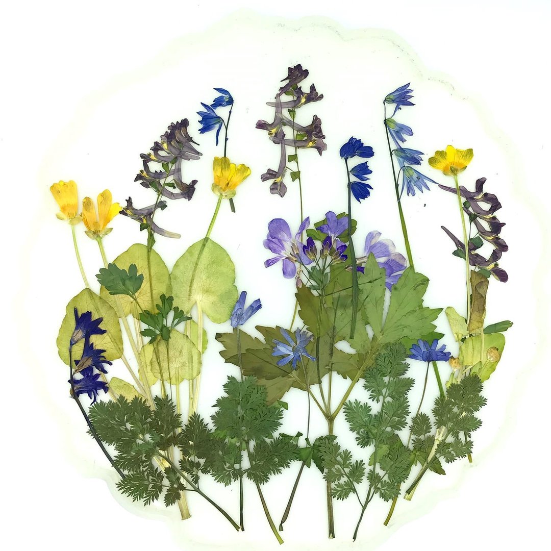 dried pressed flowers for creativity - 植栽 - 植物．花 多色