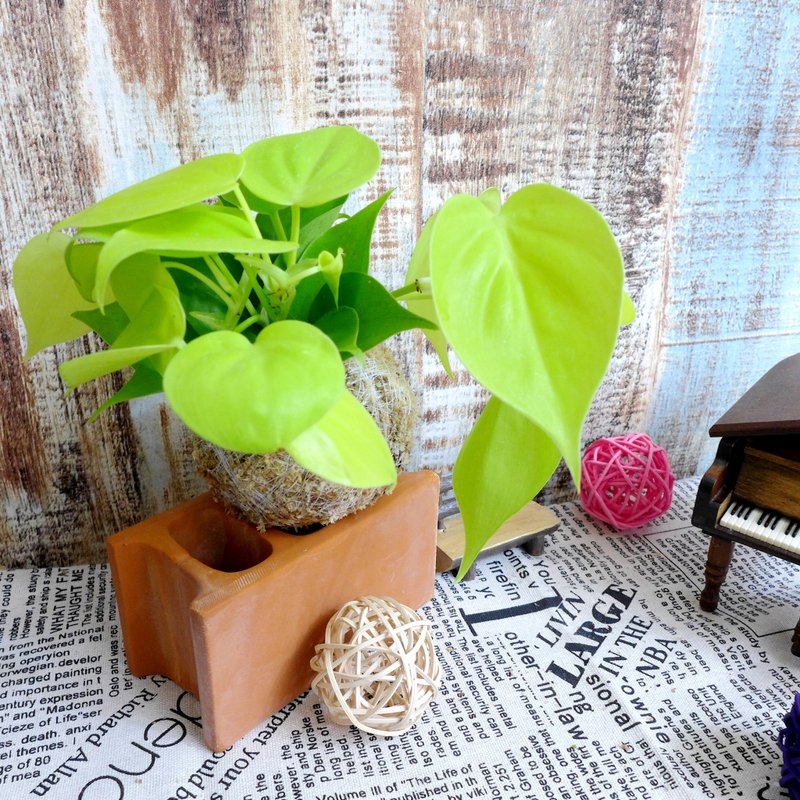 芊艹手作/ 藤蔓系列苔球 - 心叶蔓绿绒 - 植栽/盆栽 - 植物．花 黄色