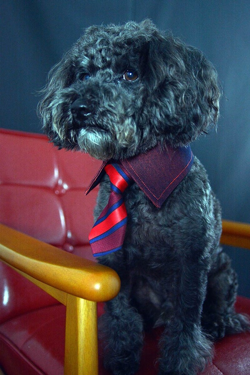 宠物单面衬衫领- 橘红OR (XS/S/M/L) - 衣/帽 - 其他材质 红色