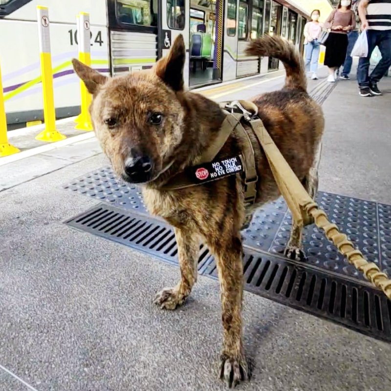 Spanker 战术胸带 (美洲豹系列) - 项圈/牵绳 - 尼龙 多色