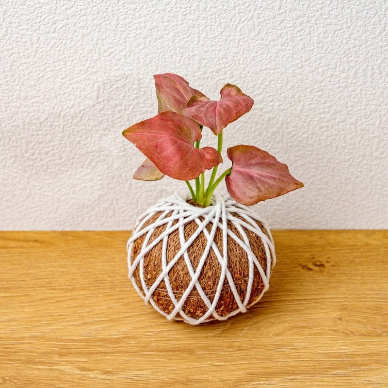 苔球植物 红苹果合果芋苔球 苔玉 礼物 送礼 桌上盆栽 - 植栽/盆栽 - 植物．花 粉红色