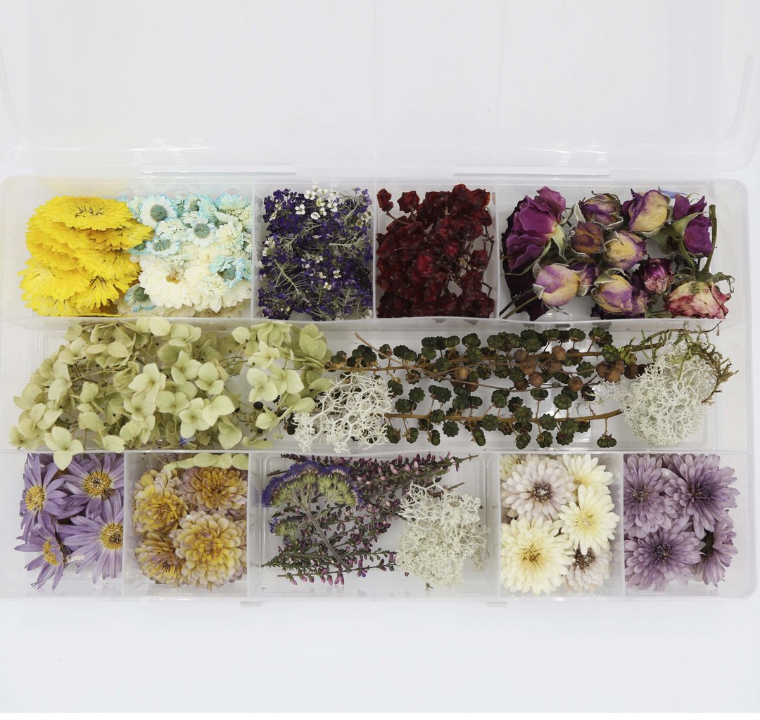 a set of real dry pressed flowers for creativity - 植栽 - 植物．花 多色