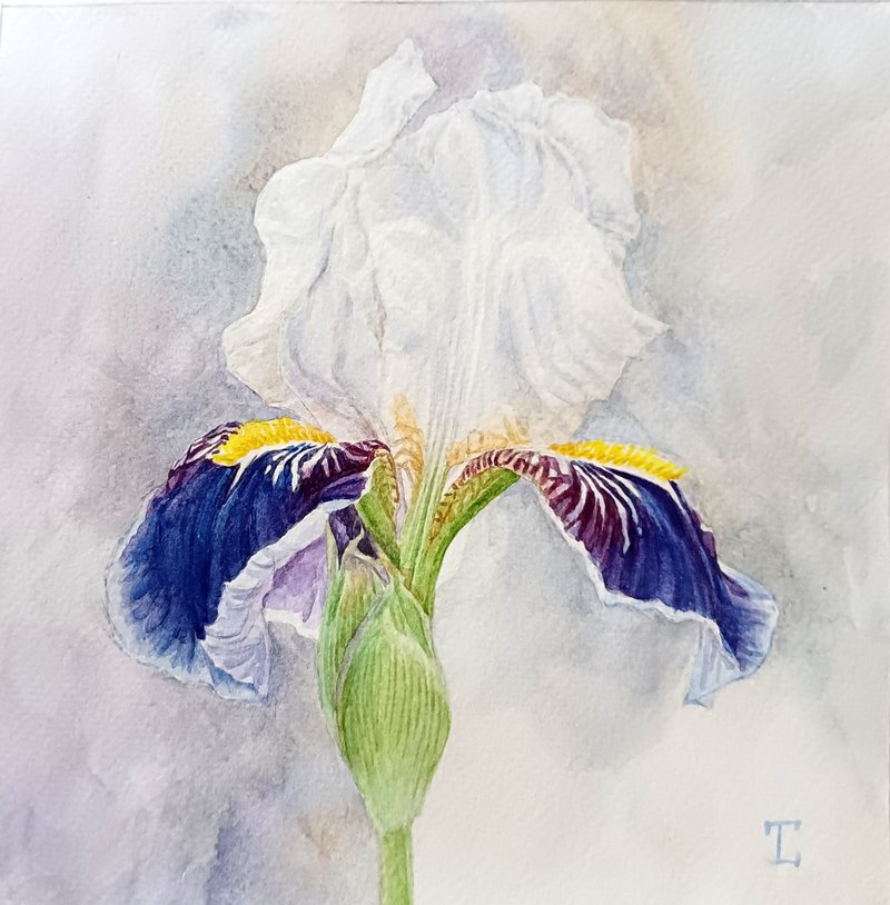 Blue and White Iris - 墙贴/壁贴 - 纸 