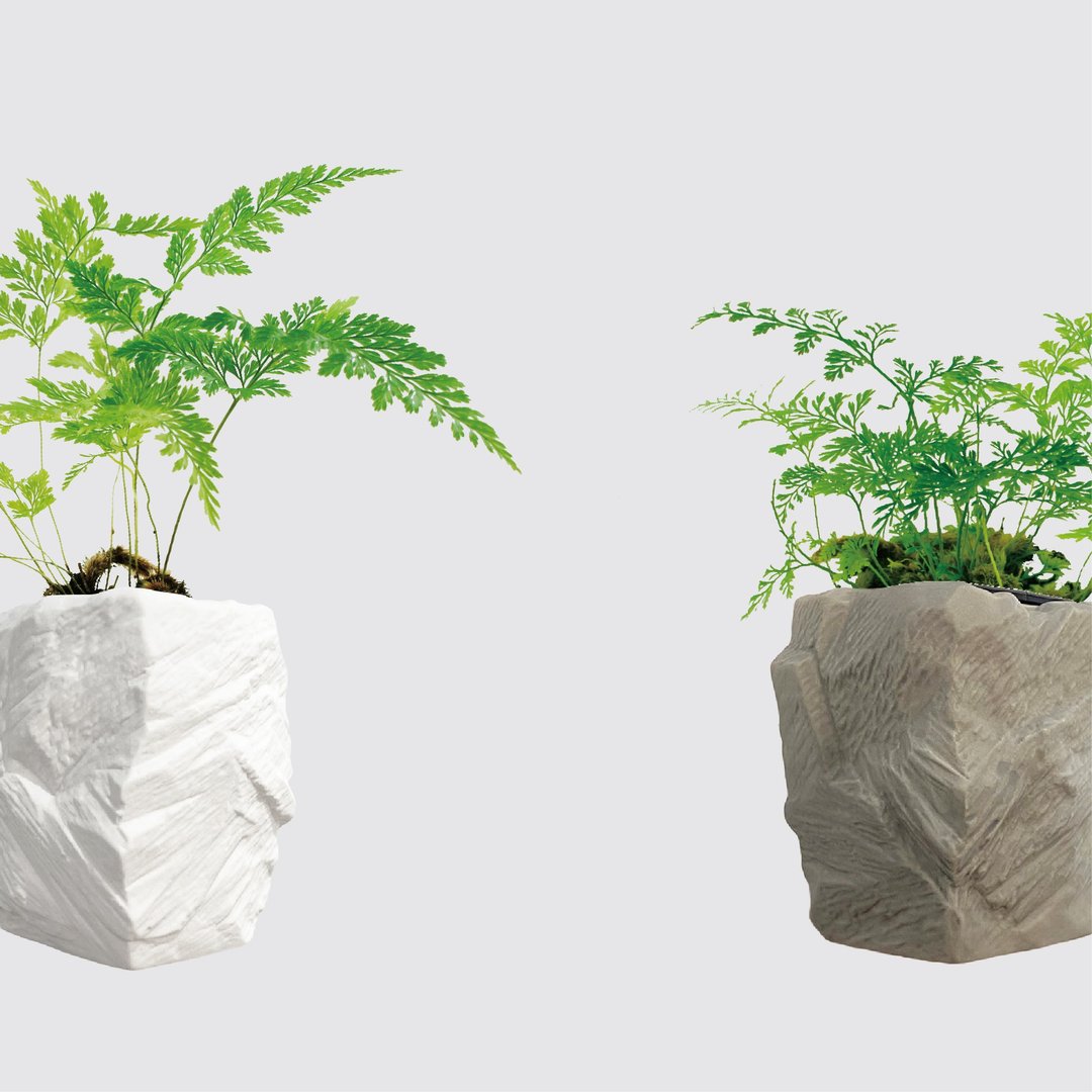 │ 方盆系列 │ 兔脚蕨 - 蕨类 空气净化 水耕盆栽 陶瓷盆器 - 花瓶/陶器 - 植物．花 