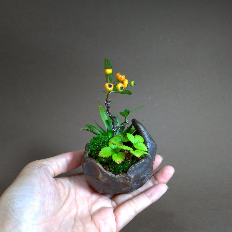 红果状元红∣千岛石菖蒲∣手捏鞍马盆 微景观疗愈盆栽植栽 - 植栽/盆栽 - 陶 