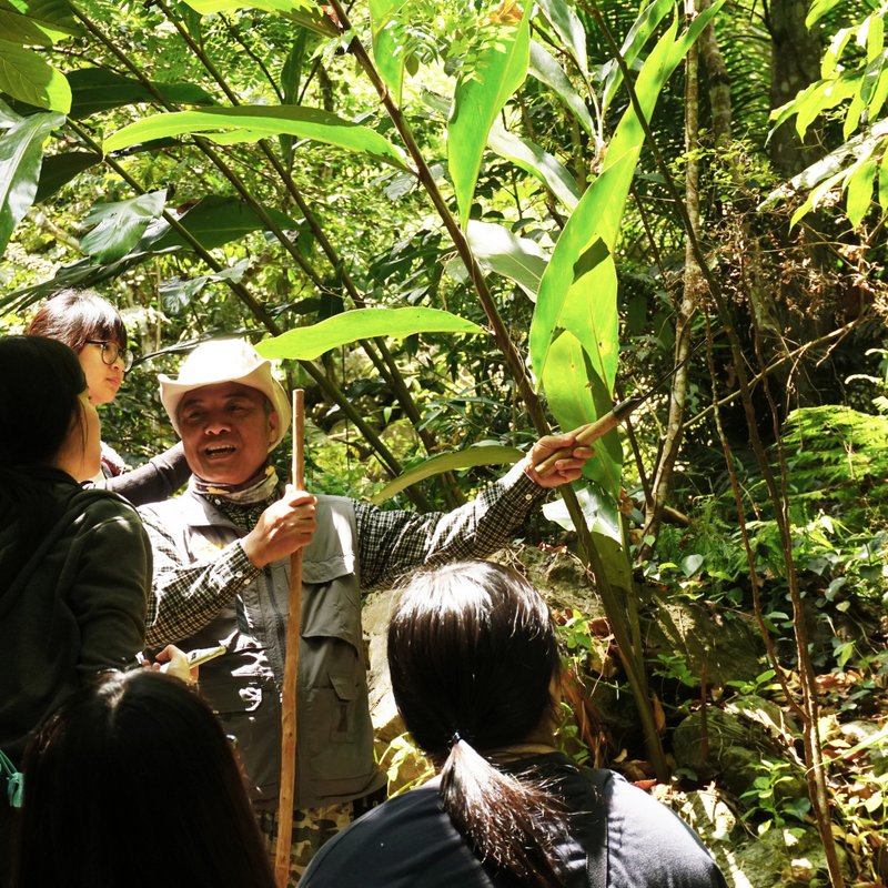 植物解说 - 嘉兰部落半日游  (A项体验之一) - 深度旅游 - 其他材质 