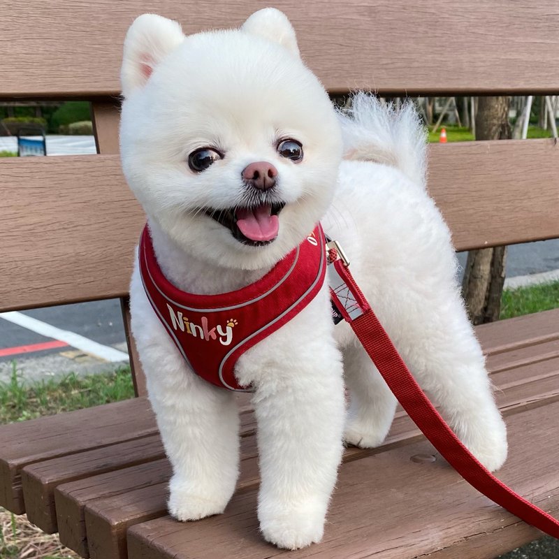 质感红 缤纷文字款 宠物姓名电话定制化 透气棉质反光胸背衣胸背 - 项圈/牵绳 - 棉．麻 红色