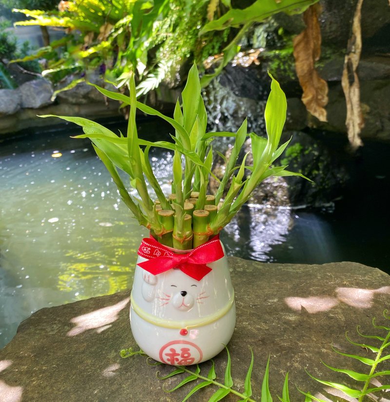 【急单可】招财猫花盆 × 开运竹/免费定制卡片/步步高升 招财 - 植栽/盆栽 - 植物．花 绿色