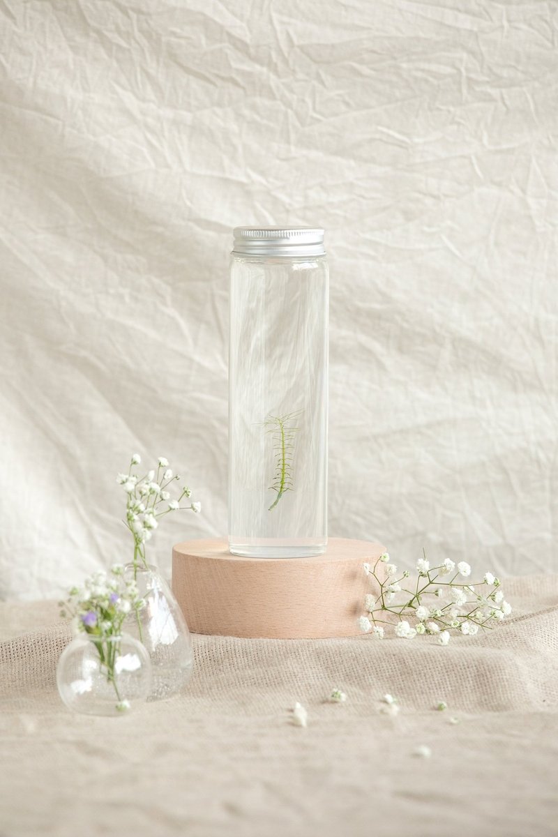 【乌苏里水草】 小室瓶栽水草瓶栽 松叶型态的叶片 疗愈室内植物 - 植栽/盆栽 - 玻璃 透明