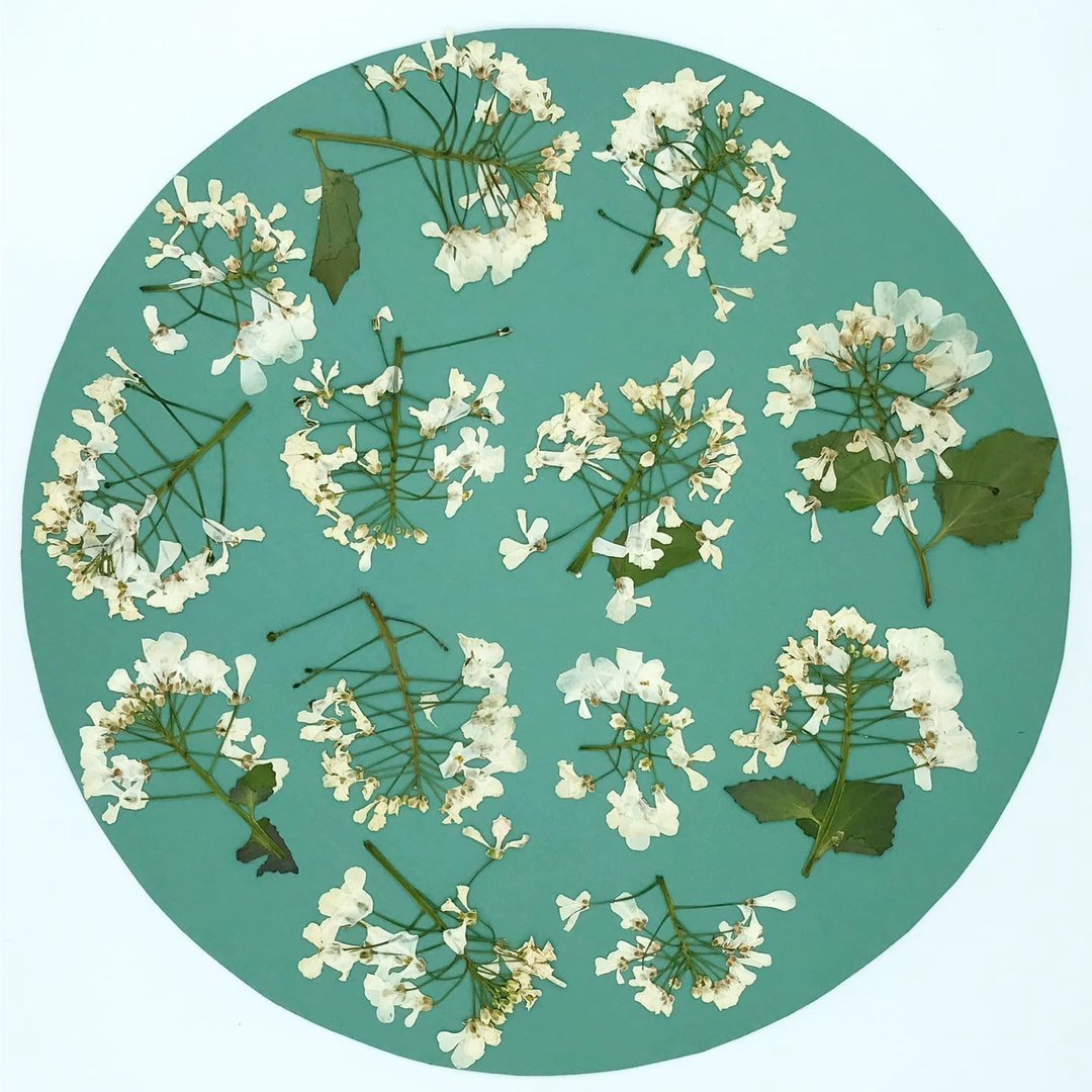 dried pressed flowers for creativity - 植栽 - 植物．花 白色