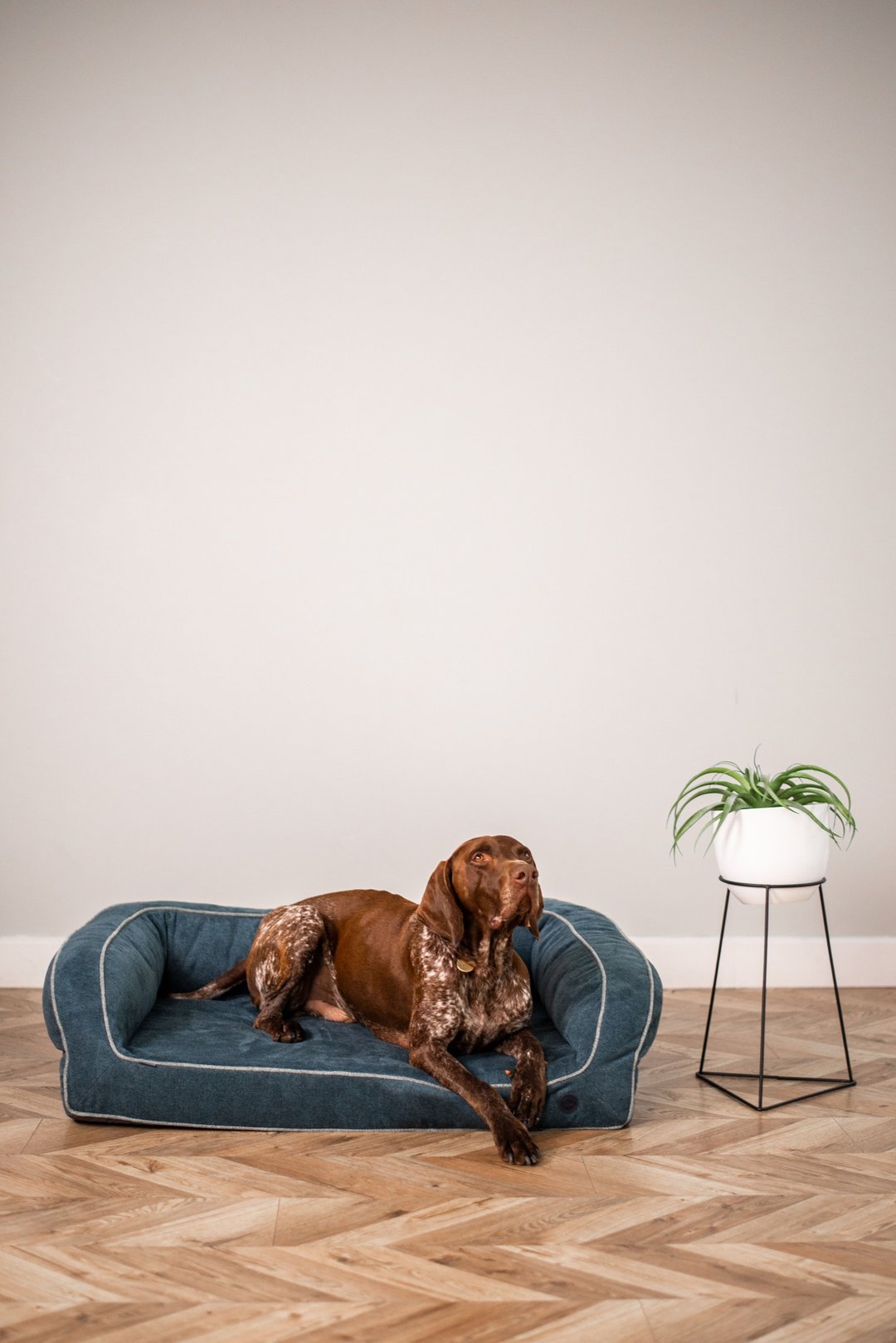 Orthopedic dog bed, Dog couch for dogs size XL 130x90 cm / 51x35 inches Denim - 床垫/笼子 - 环保材料 蓝色