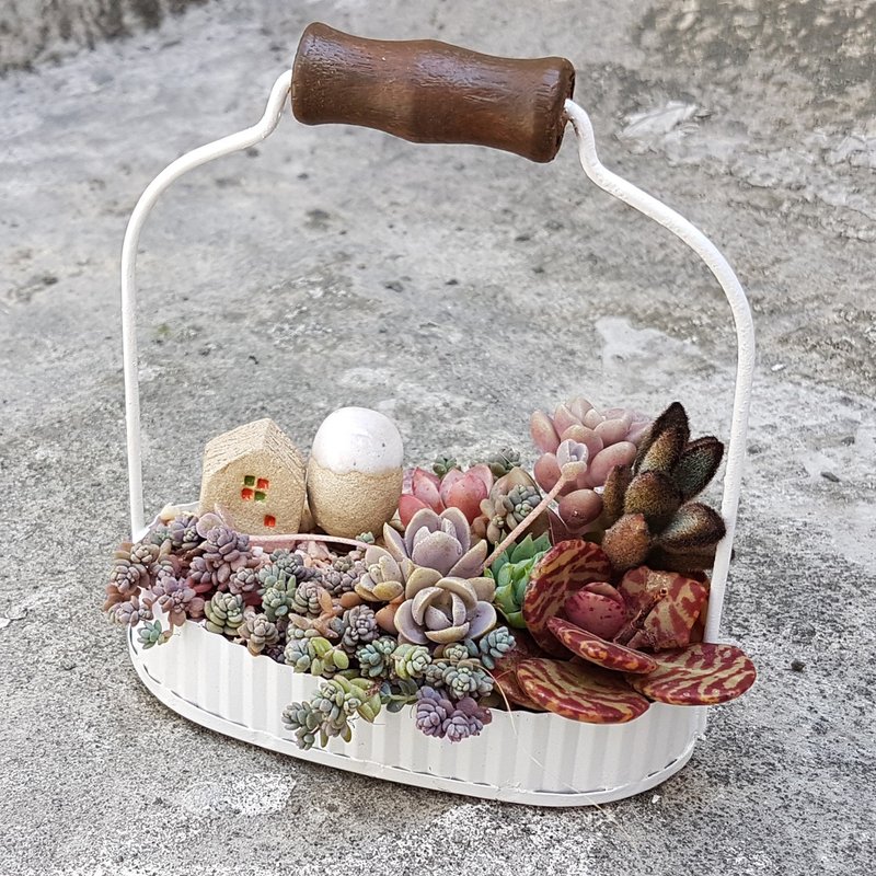 简约风白提篮 多肉组盆 - 植栽/盆栽 - 其他金属 白色