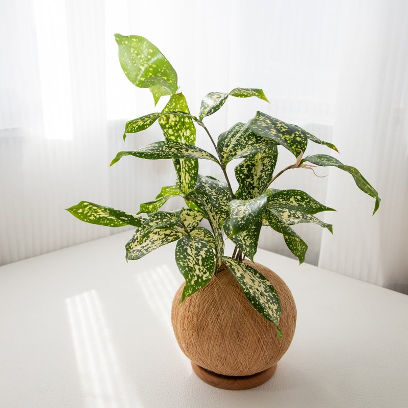 星点木 手作植栽苔球 - 植栽/盆栽 - 植物．花 