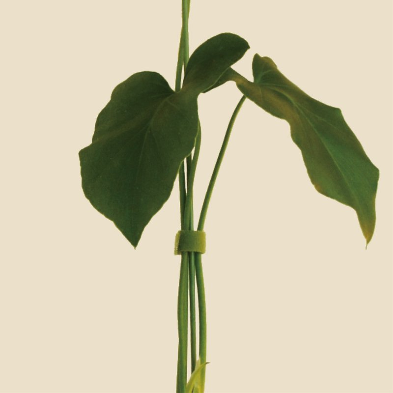 │ 居家小物 │魔鬼毡植物束带 -植物歪斜、向光生长适用 - 植栽/盆栽 - 其他人造纤维 