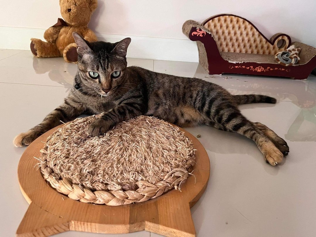 猫抓板，猫抓板，猫玩具 - 抓板/跳台 - 植物．花 