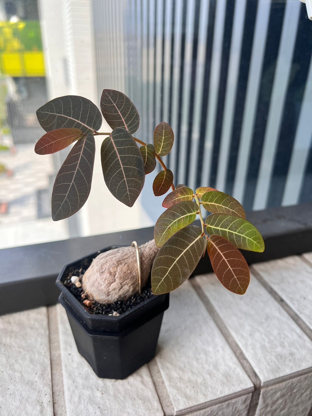 奇异油柑 (s) 已发芽长叶 块根植物 - 植栽/盆栽 - 塑料 黑色